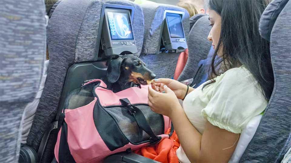 Virgin Australia to allow pets onboard by year-end