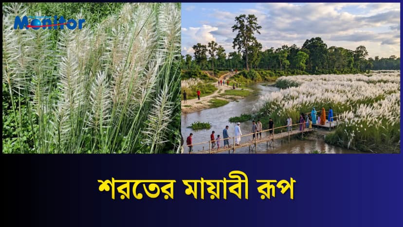 কাশফুলে সেজেছে শ্রীমঙ্গল