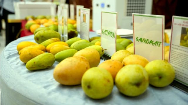Bangladesh showcases premium mangoes in Nepal to boost agro exports