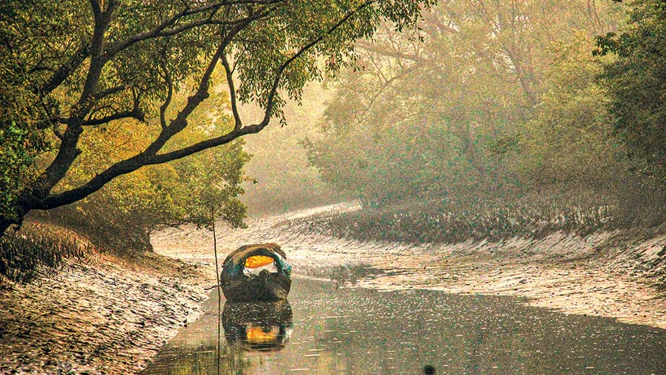 Sundarbans set to reopen after three-month closure