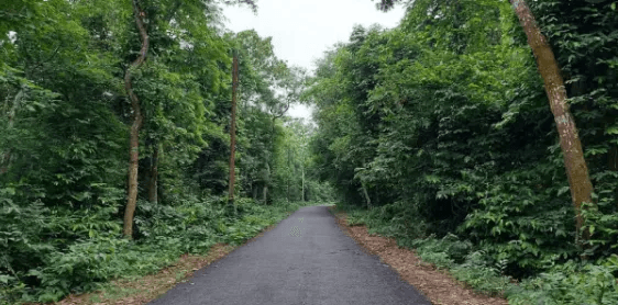 অরণ্য আর সবুজে মোড়া মধুপুর