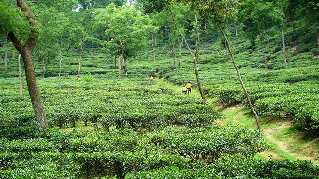 সিলেটের গোপন সৌন্দর্যের সন্ধানে