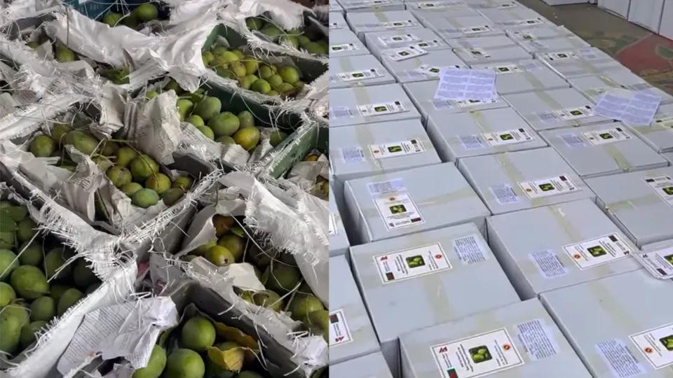 Bangladesh's 'Mango Diplomacy' in Nepal to boost people-to-people connections