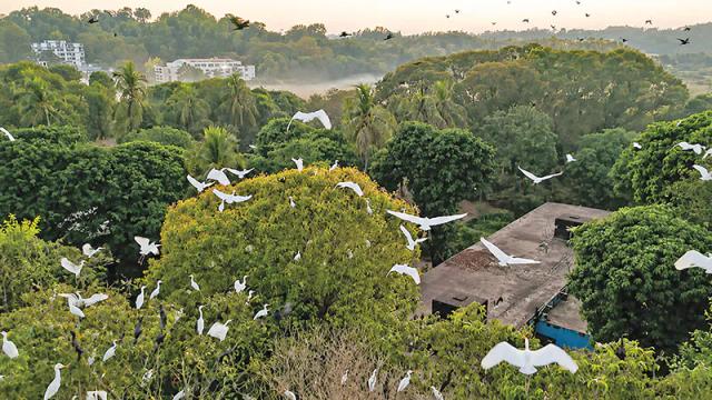 পাহাড়, অরণ্য আর পাখির কলকাকলিতে মুখর চবি ক্যাম্পাস