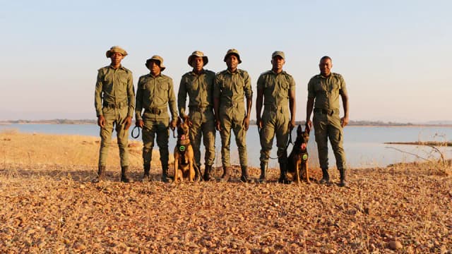 Conservation dogs of K9 team arrive Zimbabwe for combatting wildlife poaching