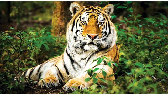 Protecting Sundarbans essential for tiger conservation