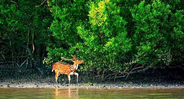 তিন মাস পর কাল শুরু হচ্ছে সুন্দরবন ভ্রমন