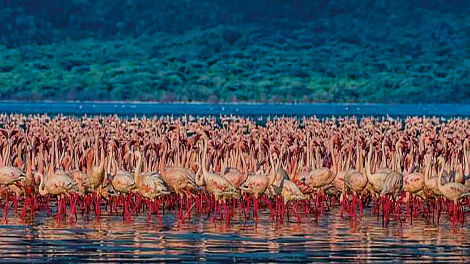 Afzal Karim's wildlife photography exhibition receives huge response