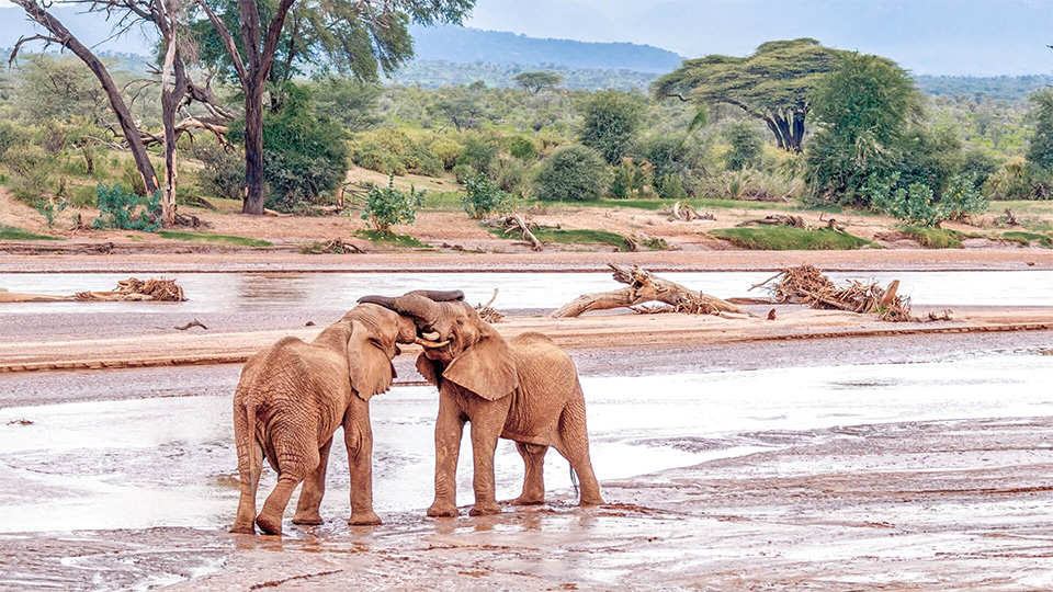 Northern Kenya Draws Visitors for Rare “Samburu Special Five”