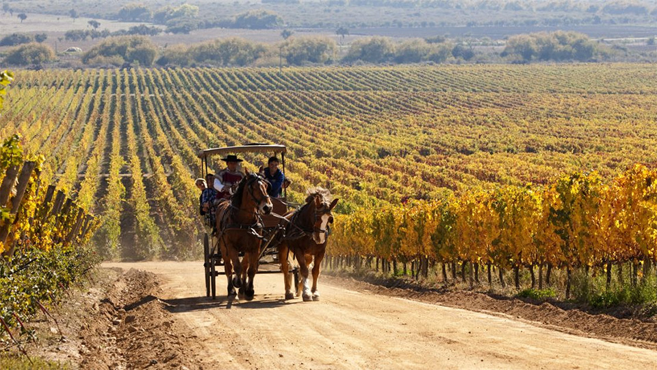 Chile's Ruta del Vino spans five valleys in country’s center