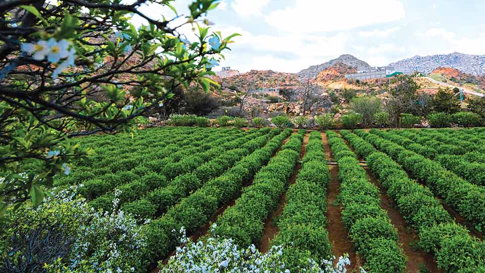 Spiritual journey and beyond : Umrah plus travel in Saudi Arabia