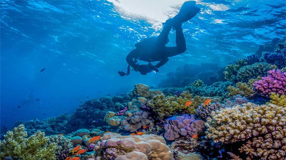 A diver Diving Underwater