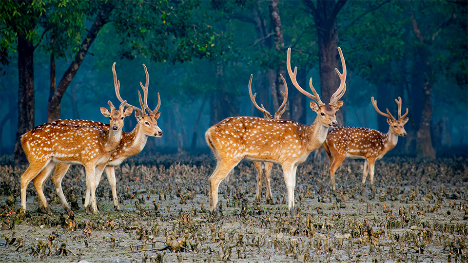 Why Bangladesh remains an overlooked travel destination, despite its natural wonders