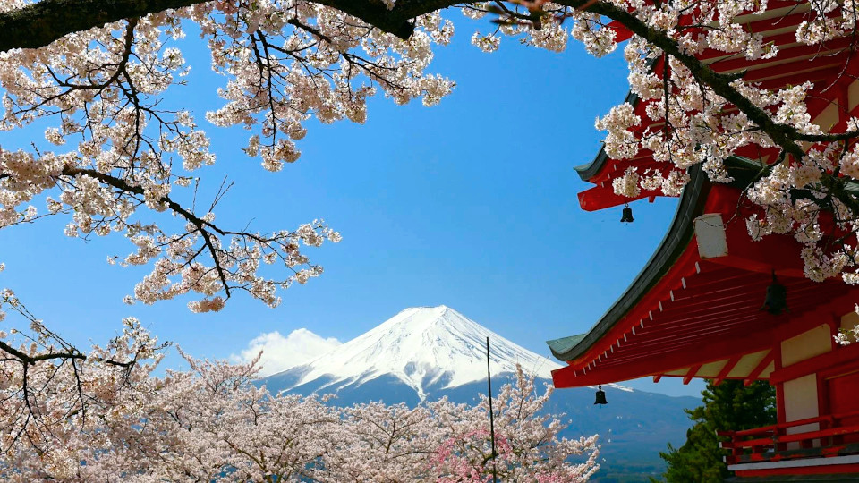 Overtourism forces Japan to cancel Mount Fuji cherry blossom festival amid resident backlash