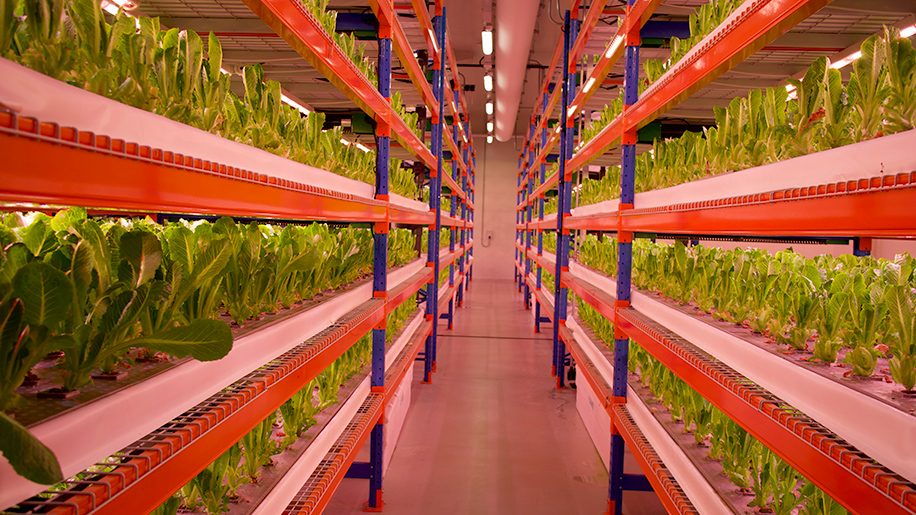 Emirates launches world’s largest vertical farm in Dubai