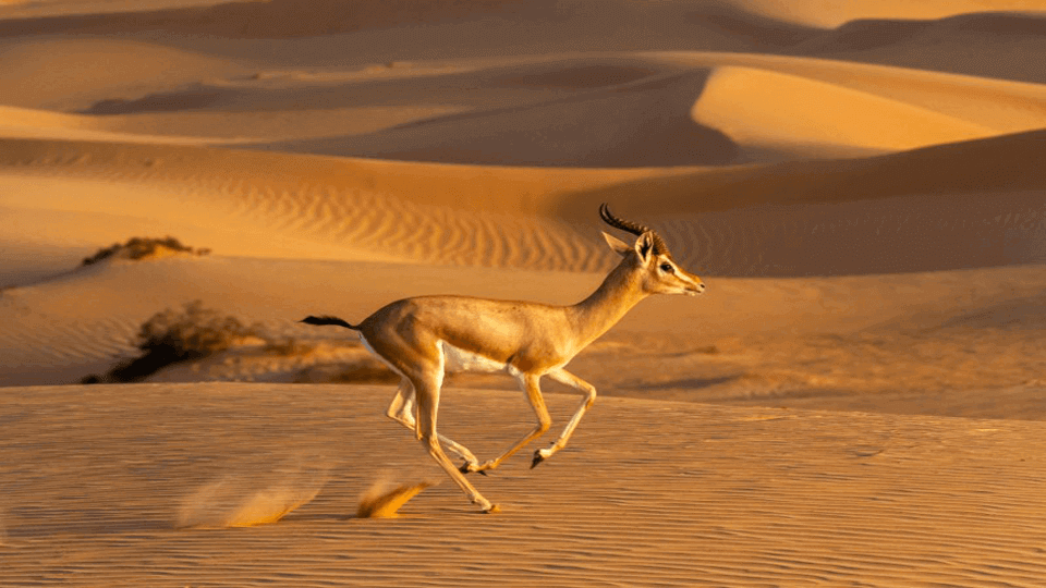 Emirates Group celebrates World Wildlife Day