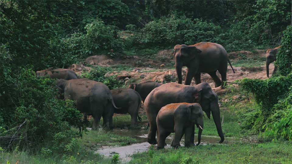 AI cameras to prevent elephant collisions on Dohazari–Cox’s Bazar railway