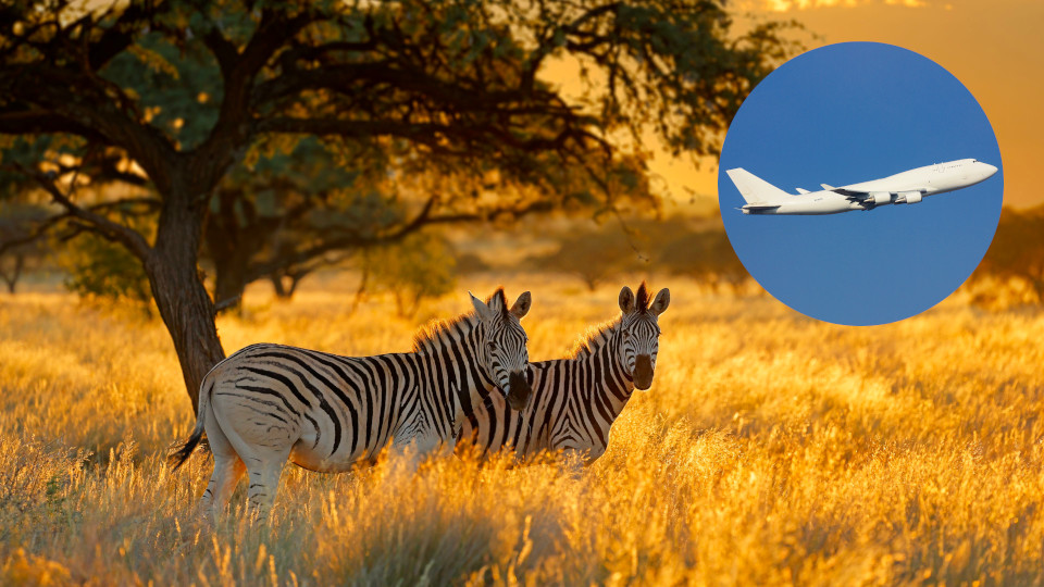 Air Charter Service charters Boeing 747 to relocate over 100 animals from Thailand to India