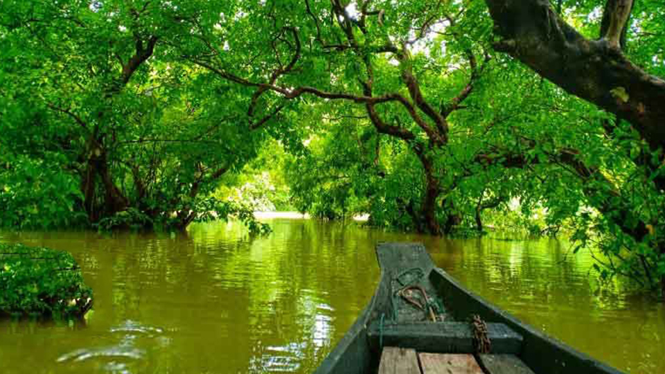 বাংলাদেশের  আমাজনঃ পর্যটকদের জন্য আকর্ষণীয় ভ্রমণ