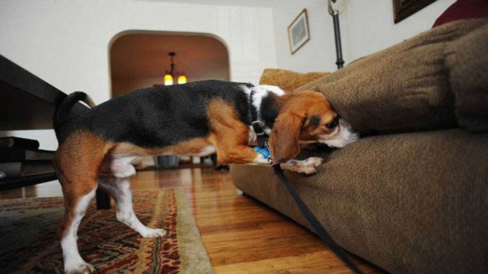 Sniffer dogs deployed in UK hotels, homes as infestations rise