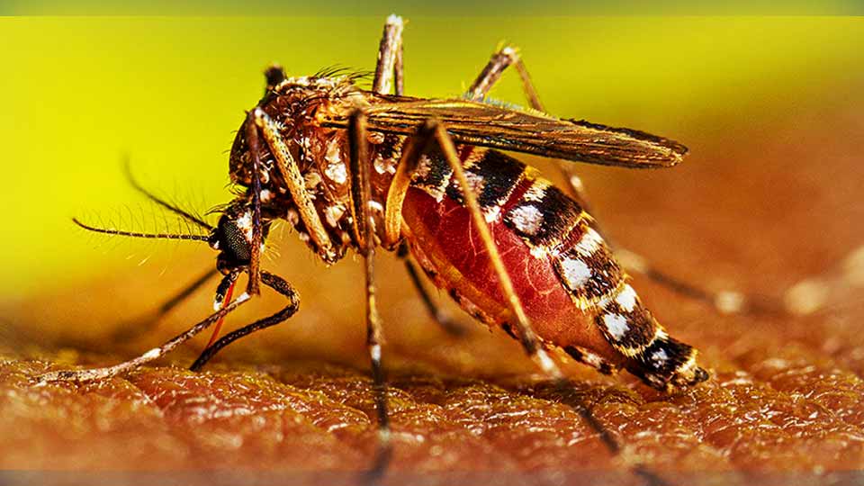পৃথিবীর ইতিহাসে সবচেয়ে ভয়াবহ ডেঙ্গু সংক্রমণ বাংলাদেশে: ডব্লিউএইচও