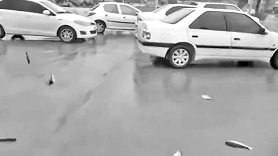 ইরানে বৃষ্টির সাথে পড়ছে মাছ