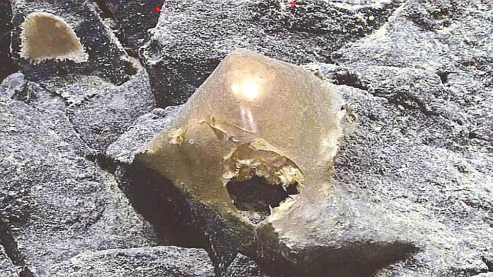 সাগরতলে ‘সোনার ডিম’