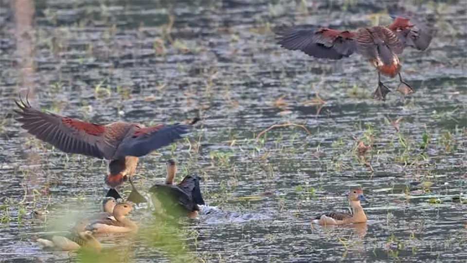 নোবিপ্রবির ময়না দ্বীপে মুগ্ধতা ছড়াচ্ছে অতিথি পাখি