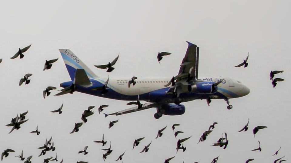 Indian govt reports rise in bird-hit incidents at airports; 1,782 cases recorded in 2025