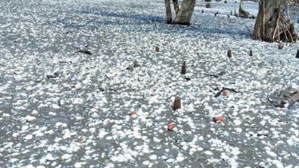 সৈকতে সাদা ঝিনুকের মেলা, পর্যটকে মুখর সৈকত