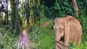 দুই শর্তে গড়ে উঠবে মৌলভীবাজার সাফারি পার্ক