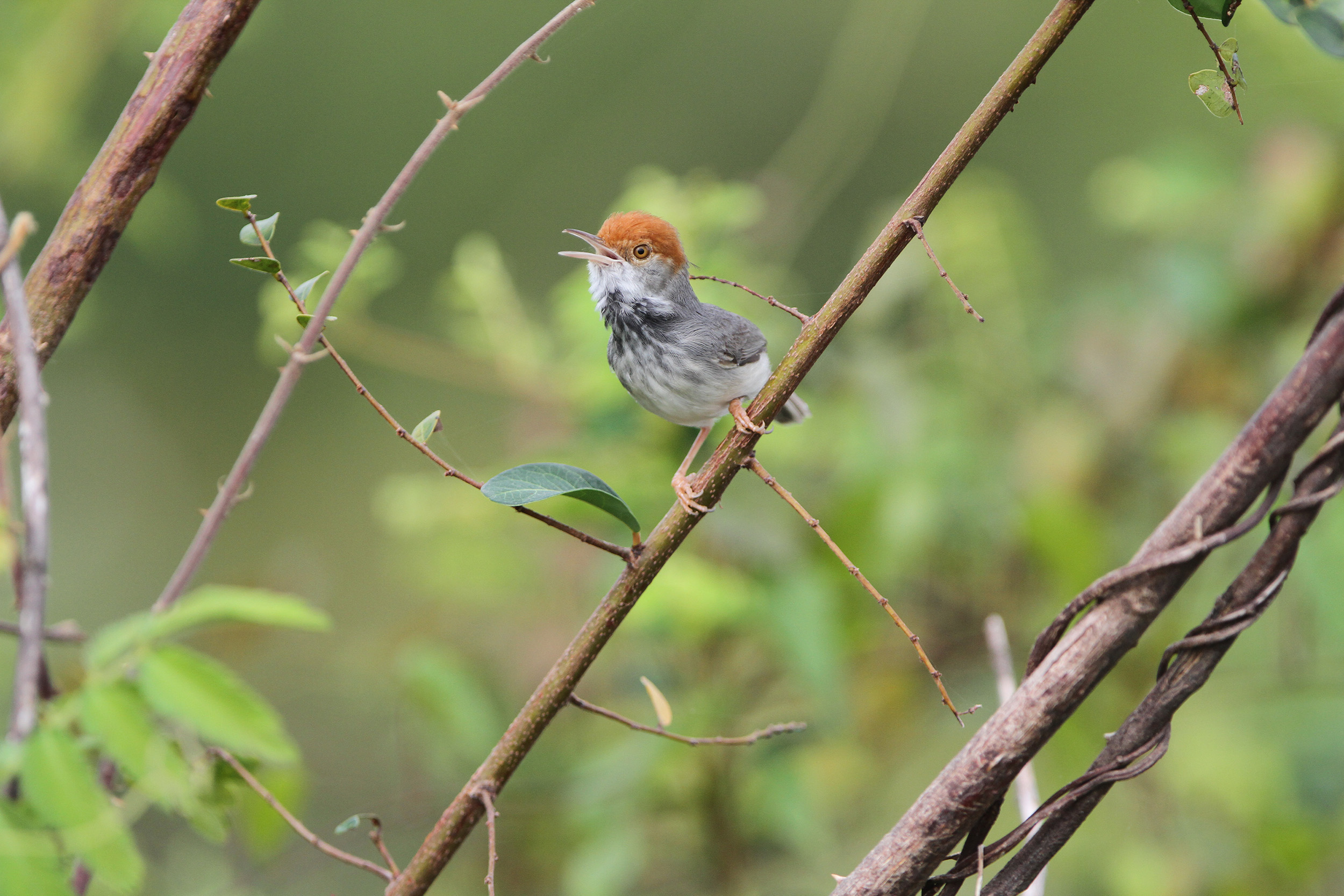 Mekong region sees new species