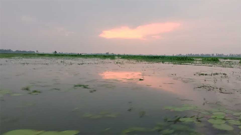 পাখিপল্লী হচ্ছে রক্তদহ বিল