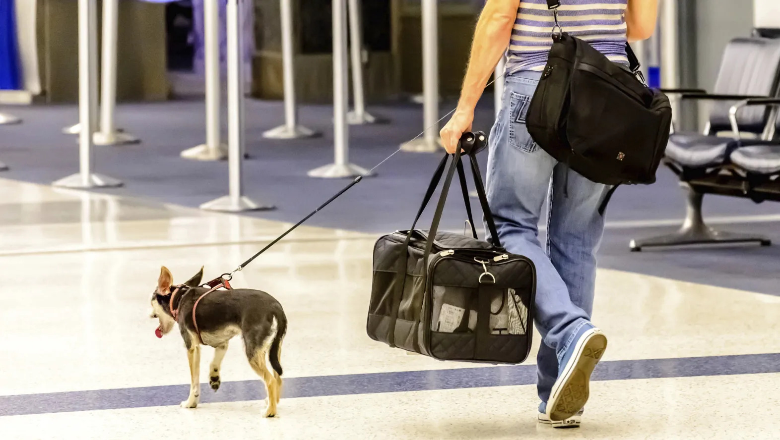 DGCA advises airlines to frame policy on pets carriage