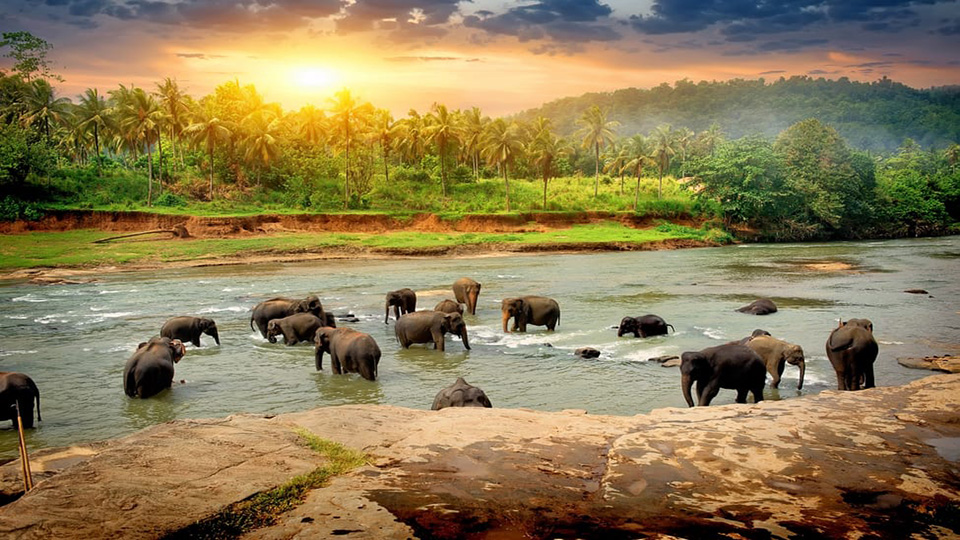 Sri Lanka’s tourism revenue ups significantly in May