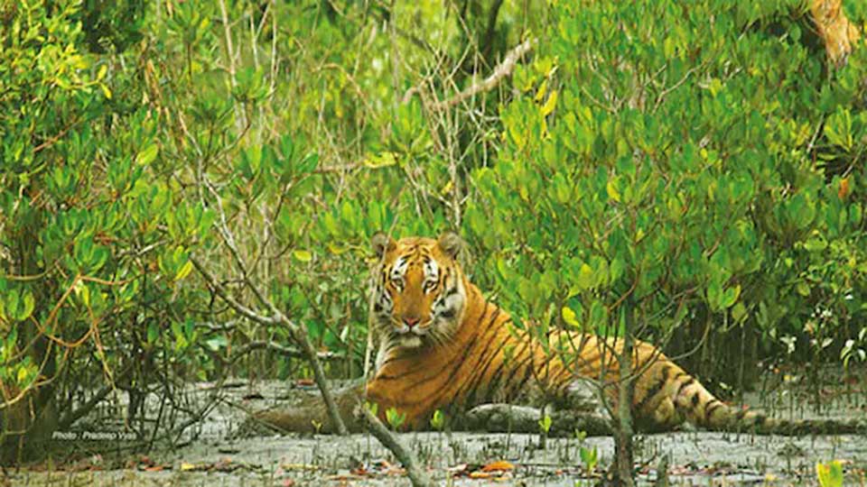 পর্যটকদের জন্য সুন্দরবনের দুয়ার খুলছে আজ শুক্রবার