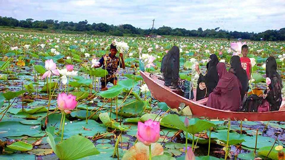 পদ্মের অপরূপ সৌন্দর্যে মুগ্ধ দর্শনার্থীরা - বাড়ছে ভ্রমণপিপাসুদের ভিড় 