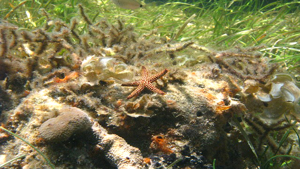 Aquatic lives of Saint Martin in grave danger
